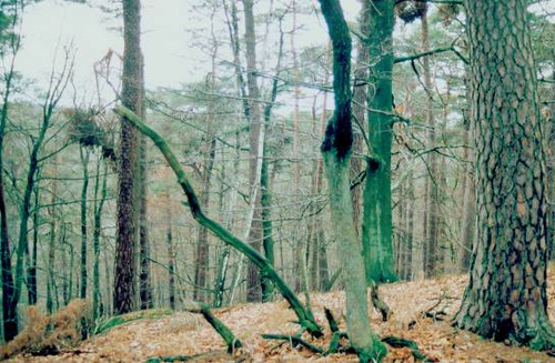 Bildausschnitt Naturwaldreservat Leitenberger Platte