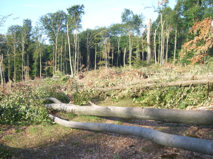 Sturm-/Hagelschaden im Forstamt Hinterweidenthal im Juli 2008: Werden extreme Wettereignisse im Klimawandel häufiger und intensiver? 