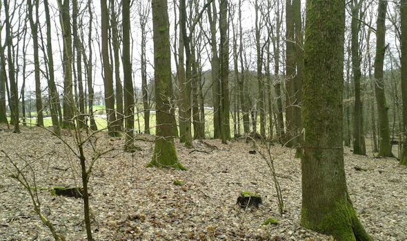 Typisches Waldbild der Dauerbeobachtungsfläche 406