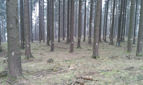 Typisches Waldbild der Dauerbeobachtungsfläche 128