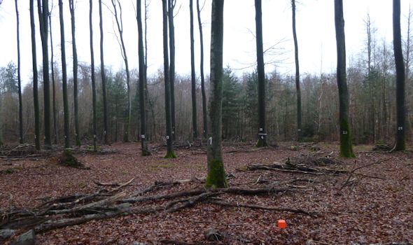 Typisches Waldbild der Dauerbeobachtungsfläche 208