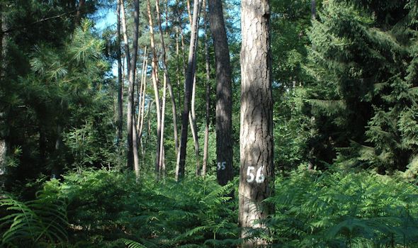 Typisches Waldbild der Dauerbeobachtungsfläche 305