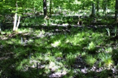 Üppige Bodenvegetation auf der Untersuchungsfläche im Bienwald