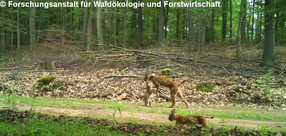 ©Forschungsanstalt für Waldökologie und Forstwirtschaft