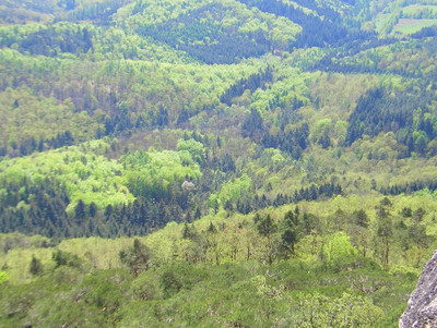 Landschaftsaufnahme von einem Mischwald